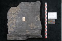 Foto (Objekt + Etikett) von Sigillaria reniformis Brongniart (NHMW-GEO-2024-0188-11083)